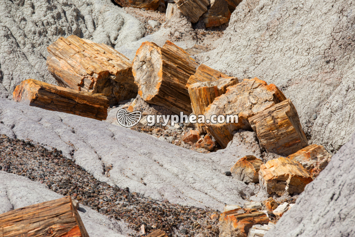 Troncs pétrifies - gryphea.com